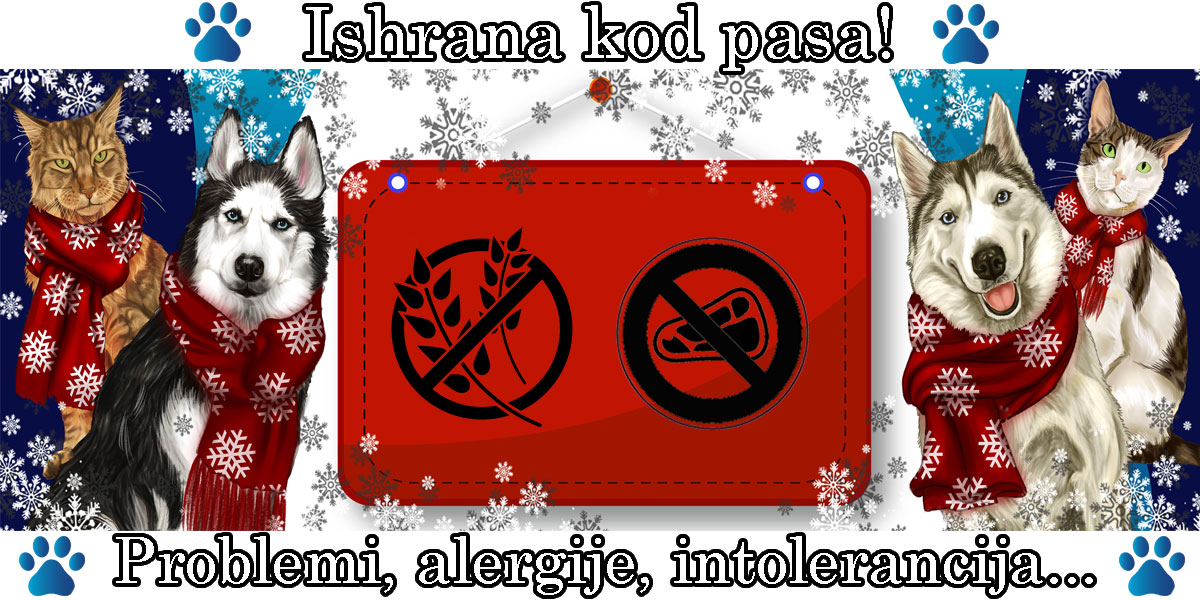 Hrana za pse, problemi i alergije vezani za hranu...