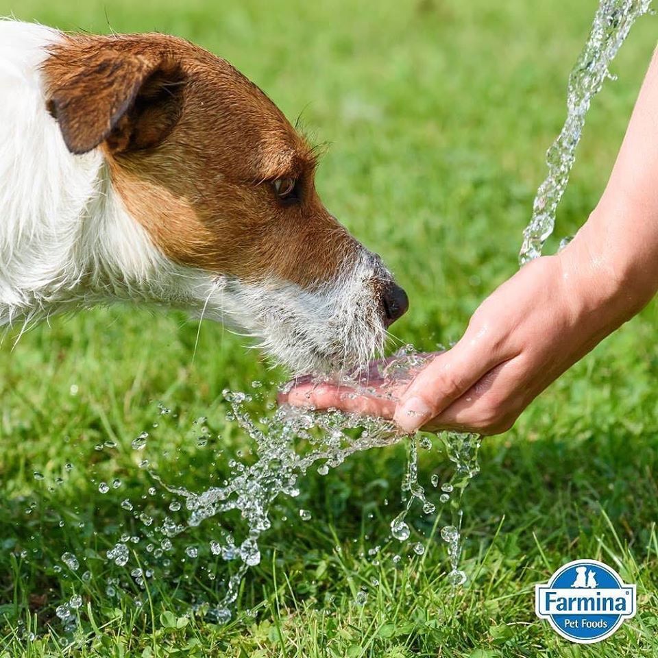 Kako da znate da li je pretoplo za šetnju vašeg psa? 
