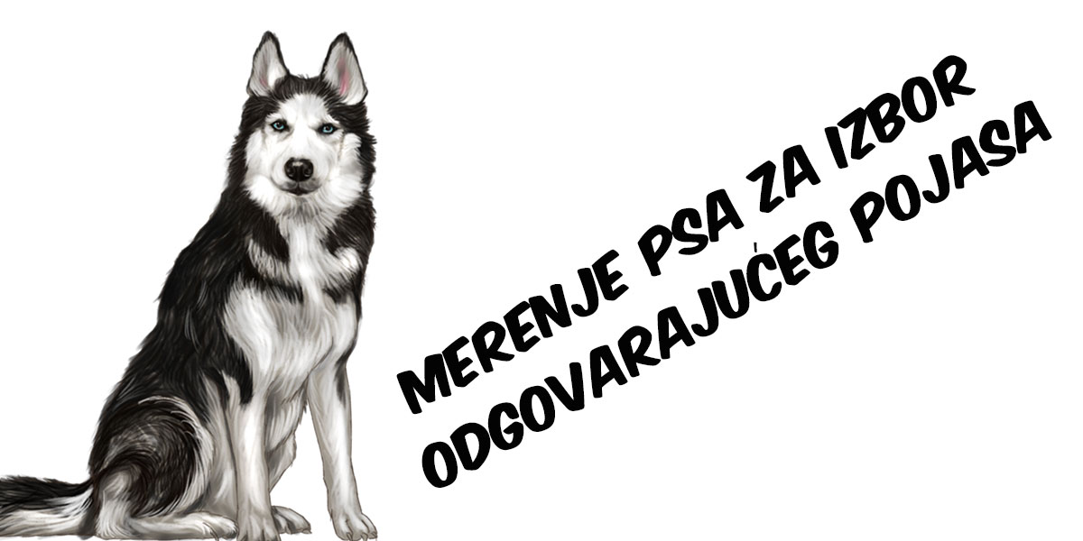 Amovi za pse, kako napraviti pravi izbor?