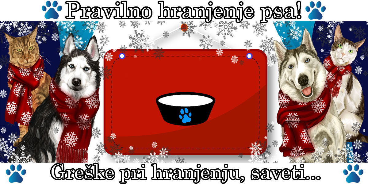 Pravilno hranjenje psa