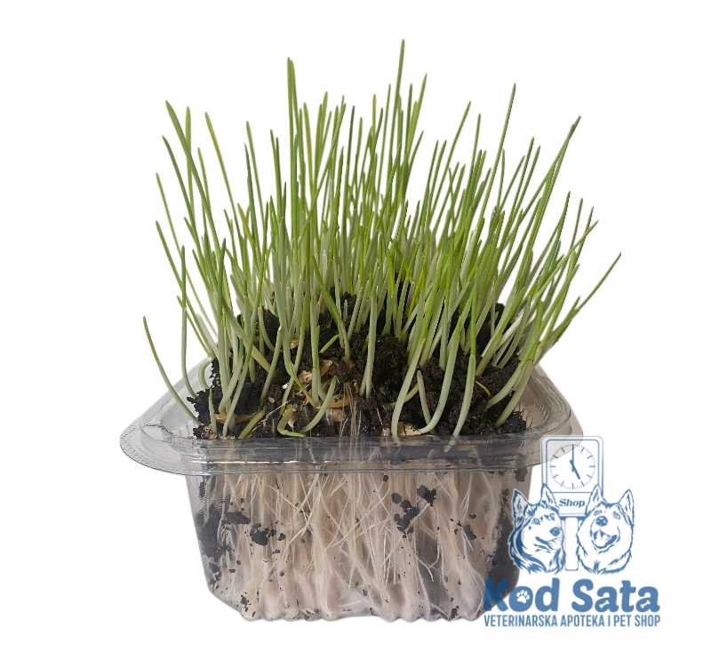 Organska Trava Mix Ječmene i Spelte Za Mačke I Pse – Sveža U Kutijici
